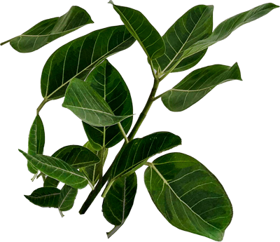 Plant 1