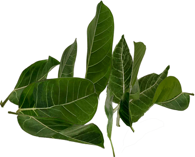 Plant 2